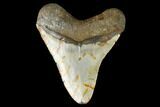 Fossil Megalodon Tooth - North Carolina #124688-2